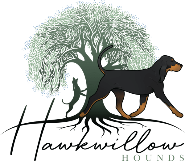 Hawkwillow Black and Tan Coonhounds